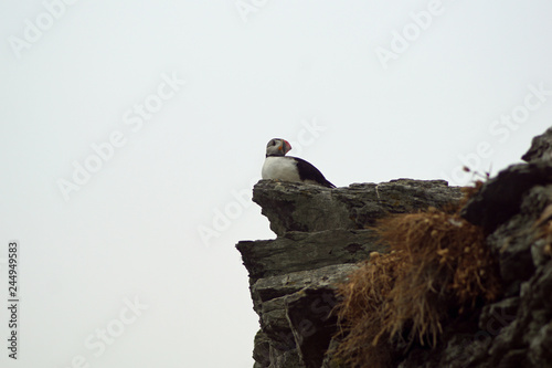 puffins at the Skellig islands photo