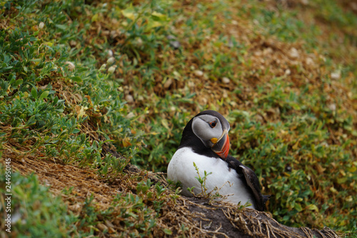 puffins at the Skellig islands photo