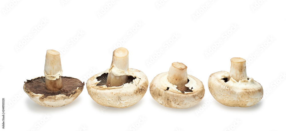 Champignon mushrooms artificially grown on a white background Champignon mushrooms artificially grown on a white background