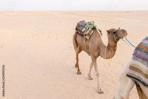 Camel and the desert  Douz  Tunisia  Africa