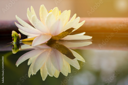Beautiful light yellow and white of water lily with water reflection in pond. Freshness and environment concept.