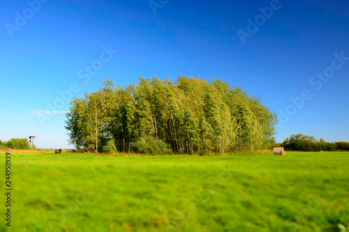 Green meadow, copse and blue sky - blurry and contrasting colors