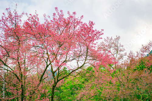 Wild Himalayan Cherry or Prunus cerasoides  blooming on tree in northern of thailand.