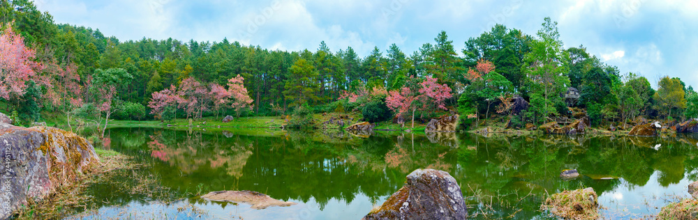 Panorama view landscape of Wild Himalayan Cherry or Prunus cerasoides flower at the lake in Chiang Mai, Thailand.