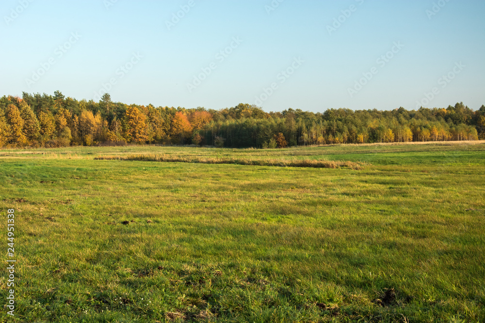 Big green meadow, autumn forest and clear sky