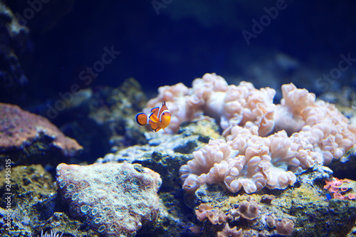 White-orange clown fish swims among the corals.