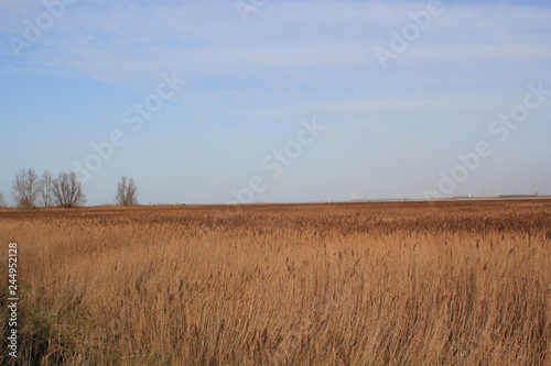 Blue sky and white cloud patches and yelow brown field of plants