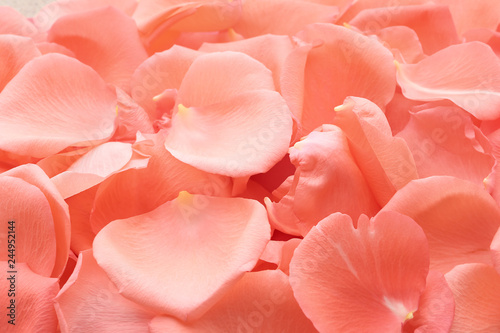Beautiful flower petals in coral tones as background