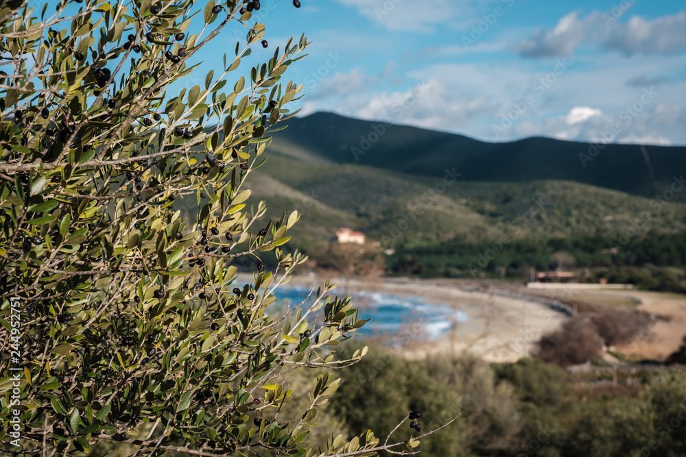 Black olives on tree and Lozari beach in Corsica