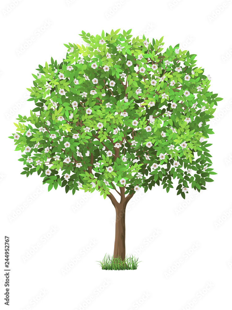 Vector realistic tree with green leaves and blooming flowers. Garden fruit tree with a lush crown. Detailed plant. Isolated on white background.