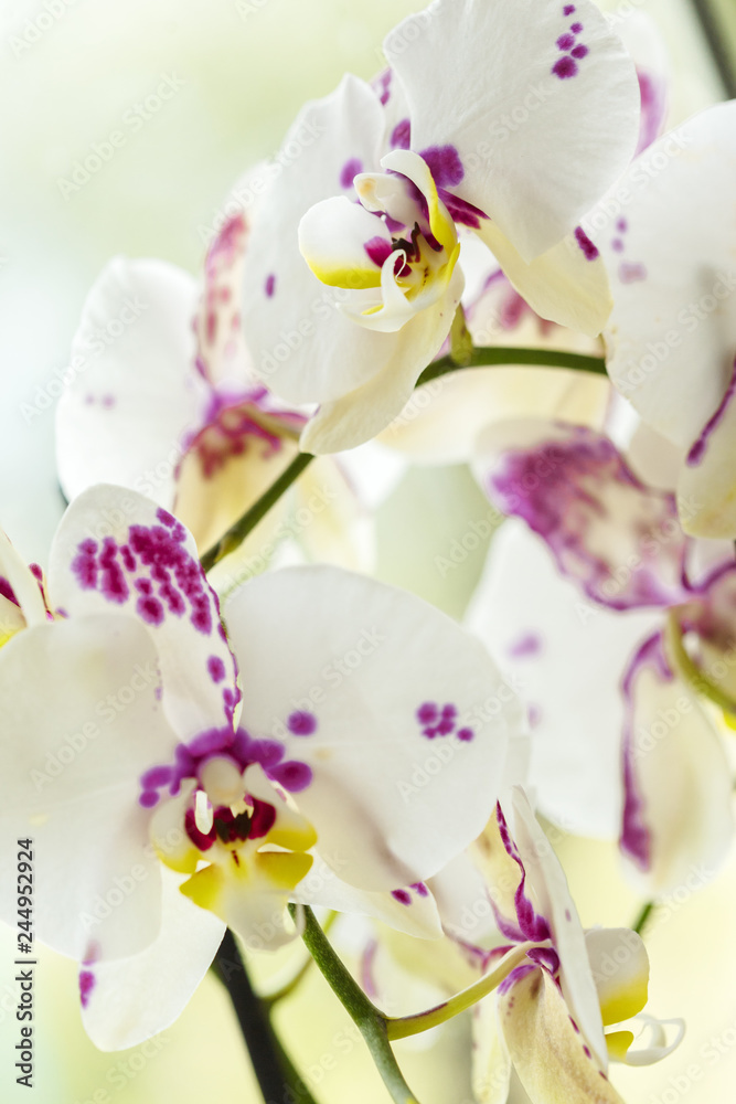 Obraz premium Branch of blooming pink orchid close up