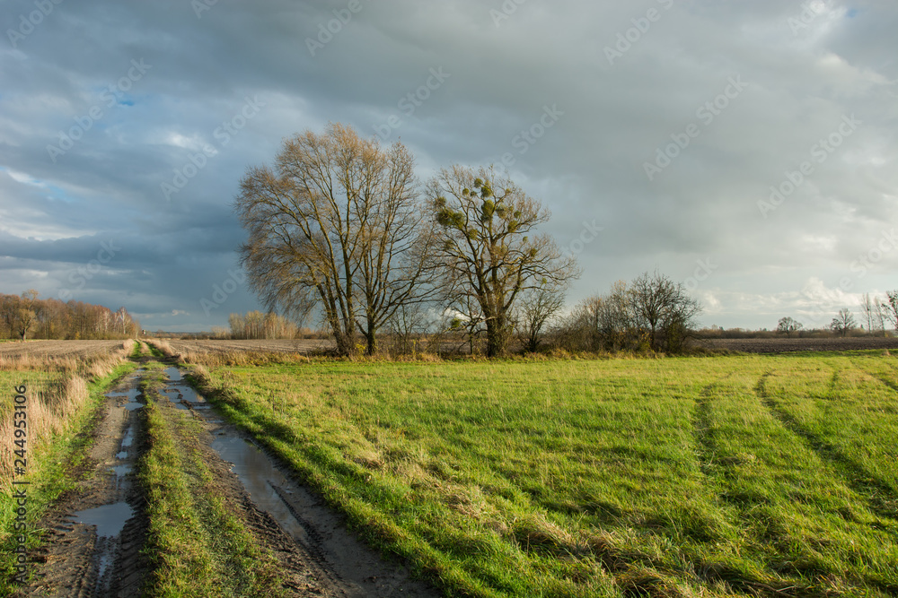 Traces of wheels and puddles on a dirt road through a meadow, trees without leaves and rainy clouds in the sky Traces of wheels and puddles on a dirt road through a meadow, trees without leaves and rainy clouds in the sky