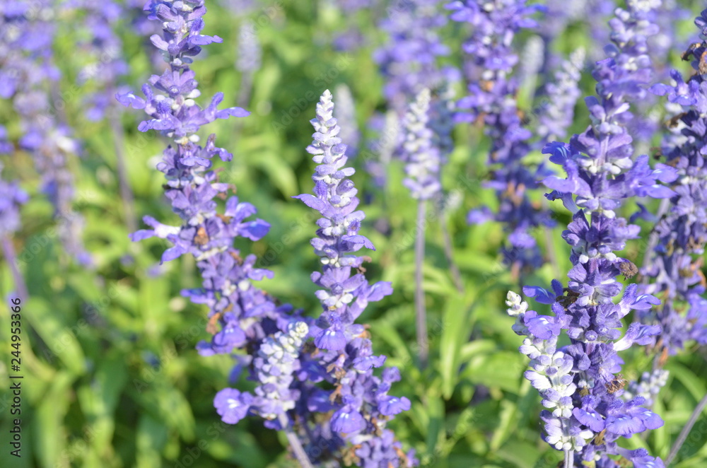 Beautiful Purple Flower in Garden. Beautiful Purple Flower in Garden.
