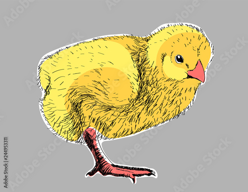 chick 01
