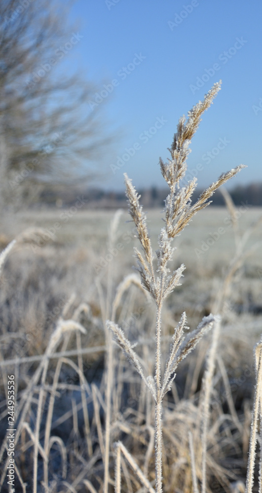 Fototapeta premium frozen grass in the sunshine