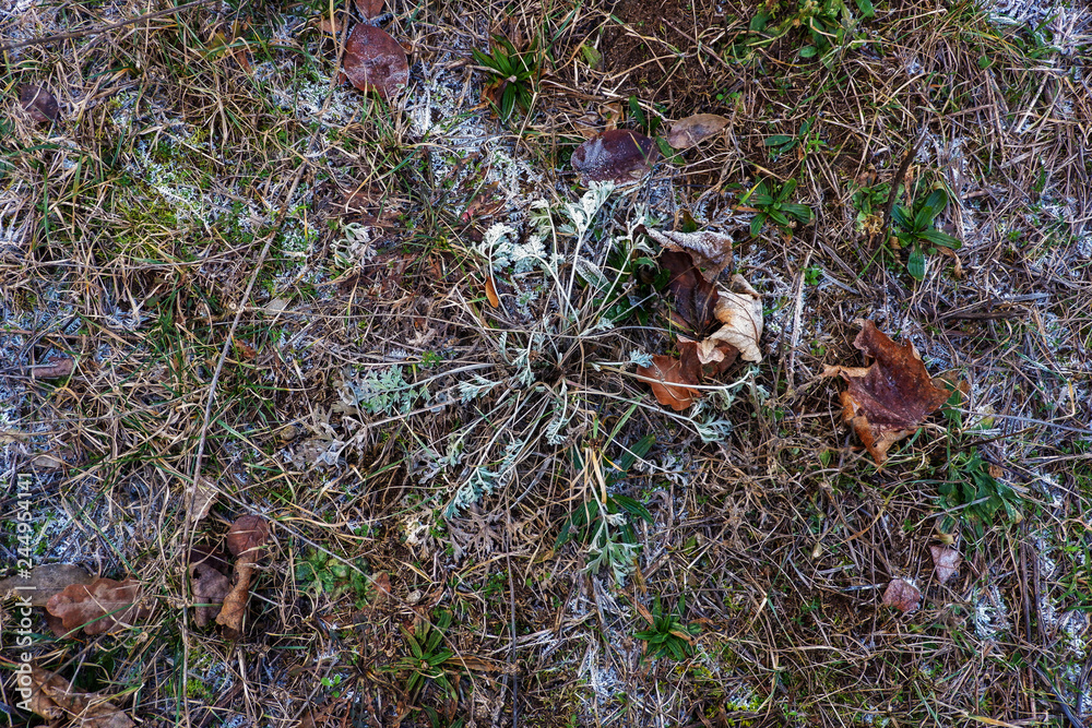 Obraz premium Die Pflanzen überleben auch bei Frost