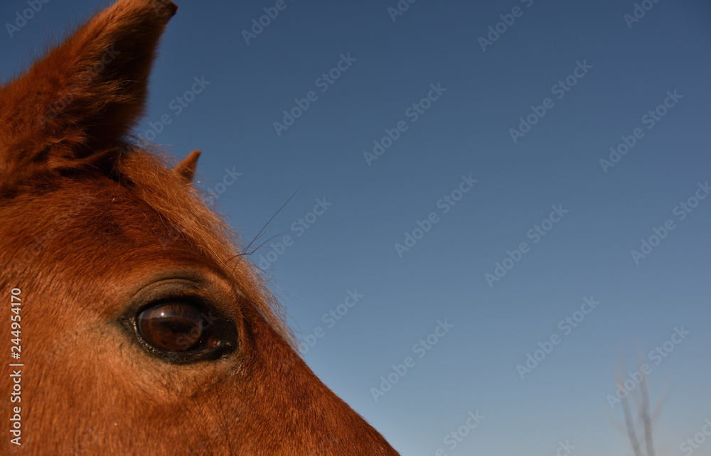 custom made wallpaper toronto digitalHorse eye