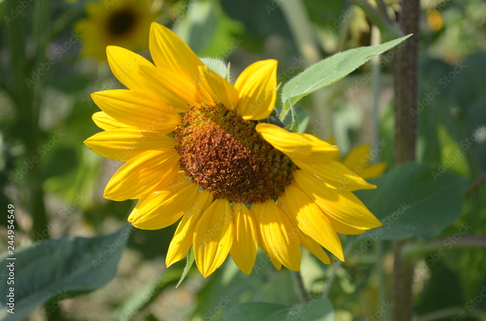 Beautiful Yellow Flower in Garden. Beautiful Yellow Flower in Garden.