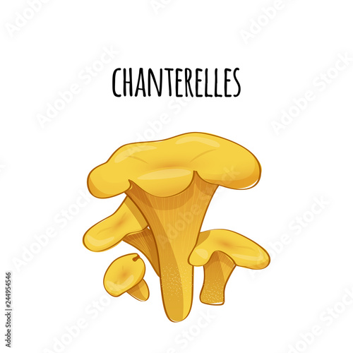 Set of forest chanterelles. Vector color illustration.