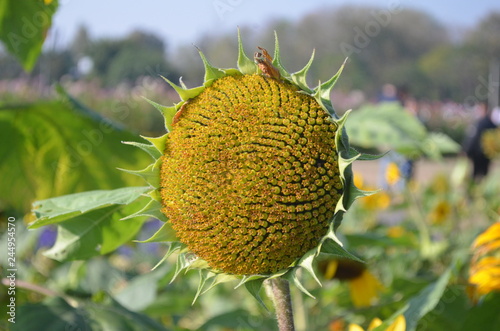 Beautiful Yellow Flower in Garden. photo