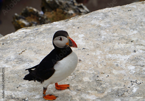 puffins at the Skellig islands photo