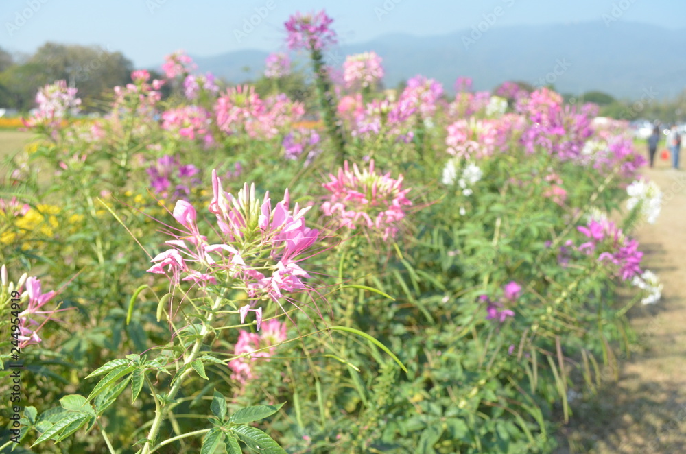 Flower in Garden