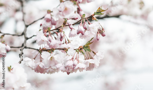 Sakura flowers blossom. Japan cherry tree in garden, spring time. Toned photo © milenie
