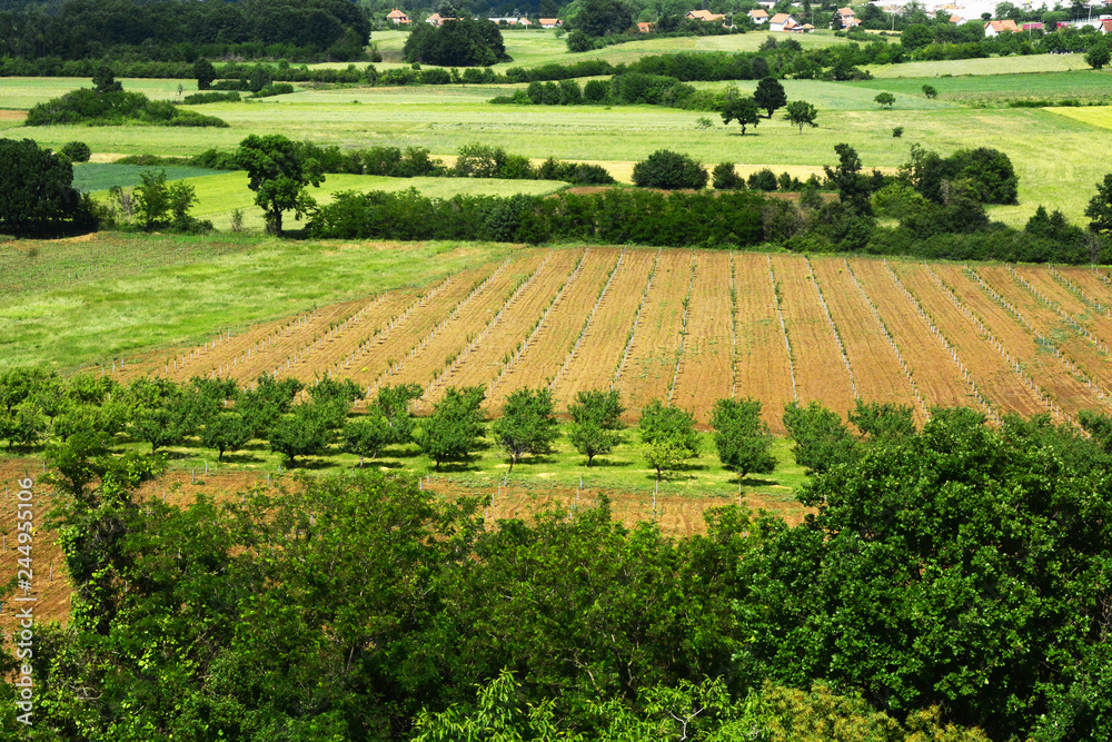 rows of plants in a field