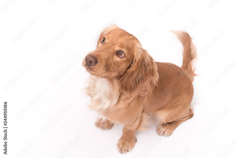 Golden cocker spaniel dog photo shoot isolated on white background Golden cocker spaniel dog photo shoot isolated on white background
