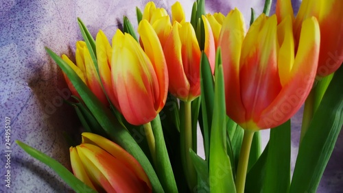 Tulpe 2