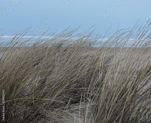 Grass covered sand dunes on the shores of the North Sea in the Netherlands. Taken near Noordwijk am Zee.