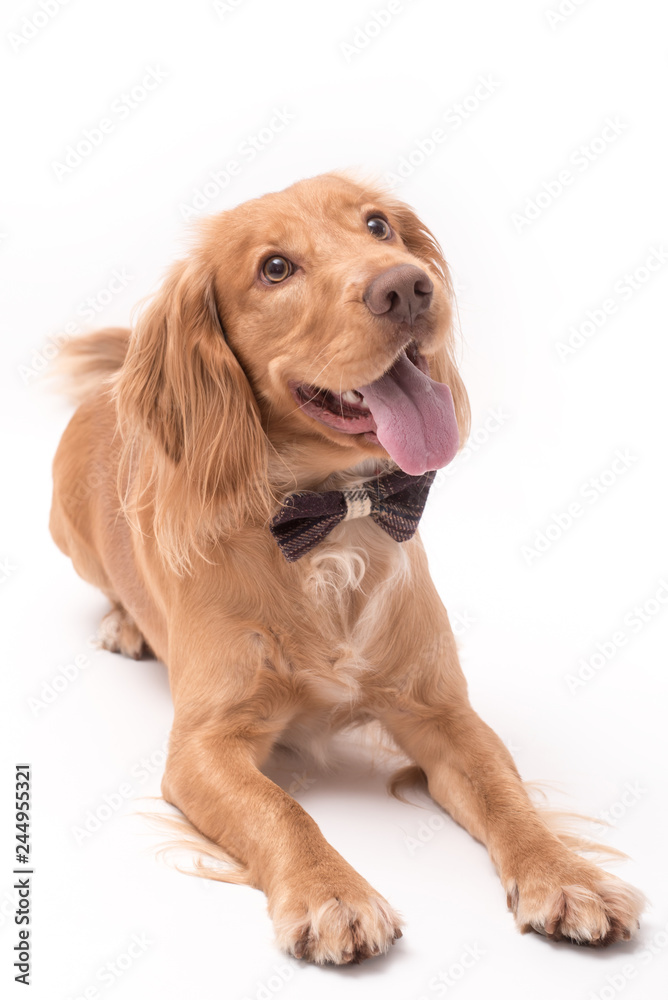 Golden cocker spaniel dog photo shoot isolated on white background Golden cocker spaniel dog photo shoot isolated on white background