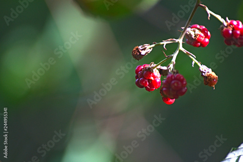 Red berries on branch of tree
