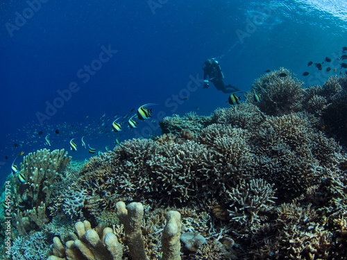 Healthy coral reef Manado Indonesia and scuba diver