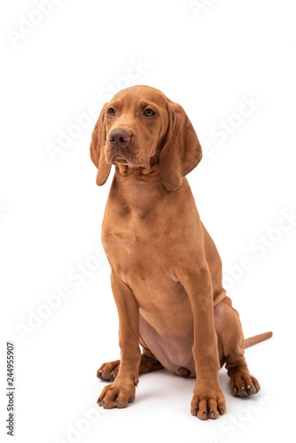 a red Hungarian vizsla dog isolated on white background © Life in Pixels