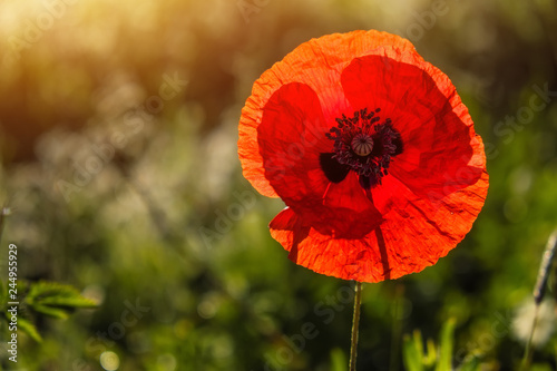 Fototapeta Naklejka Na Ścianę i Meble -  Wild red poppie at summer meadow. Spring and summer flowers