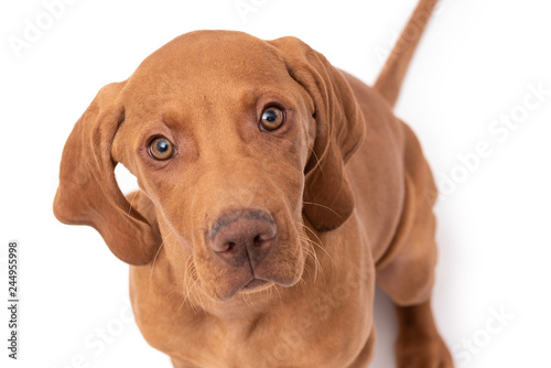 Wallpaper Mural a red Hungarian vizsla dog isolated on white background Torontodigital.ca
