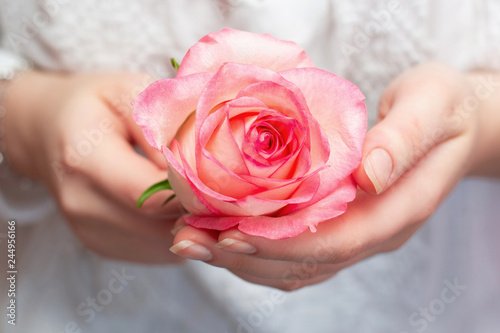 Cuadro en lienzo Pink rose in the hands of a ga pink rose in the hands of a girl