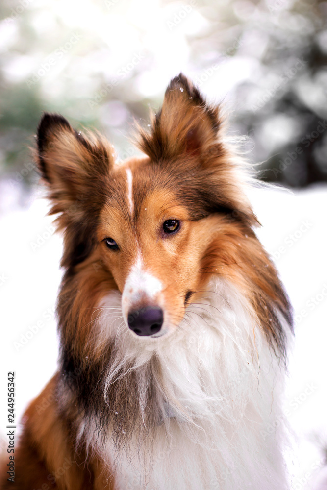 Beautiful dog breed Sheltie in the winter forest