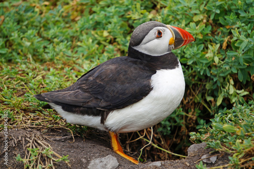 puffins at the Skellig islands photo