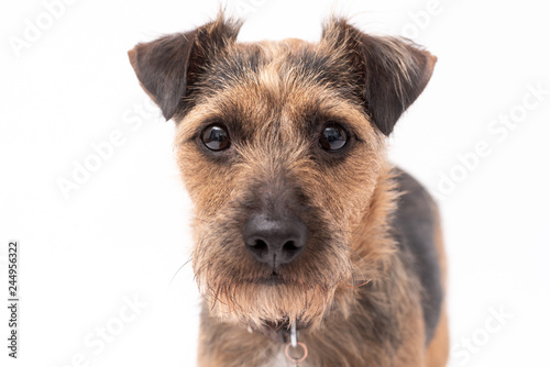 Obraz na plátně small border terrier dog isolated on white background