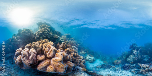Fototapeta Naklejka Na Ścianę i Meble -  Healthy coral reef panorama