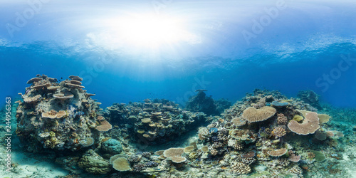 Fototapeta Healthy coral reef panorama