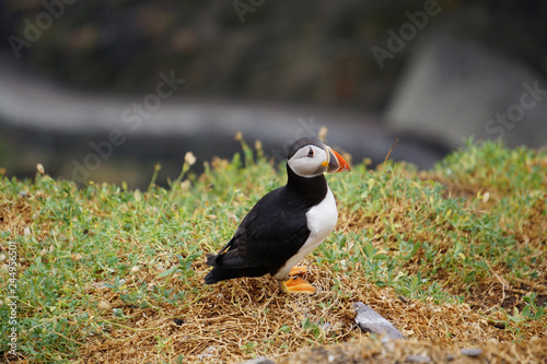 puffins at the Skellig islands photo