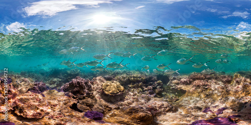 Healthy coral reef and school of fish in Palmyra panorama © The Ocean Agency