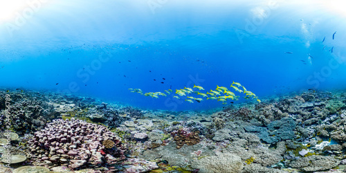 Fototapeta Naklejka Na Ścianę i Meble -  Healthy coral reef and school of fish in Palmyra panorama