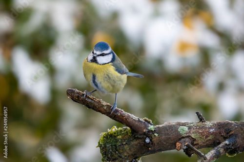 Blue Tit on Branch © Baillie Photography