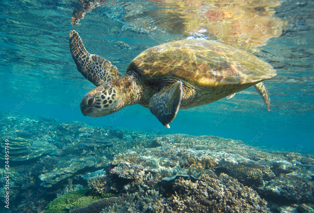 Obraz premium Sea turtle on healthy coral reef