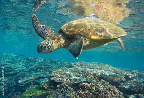 Sea turtle on healthy coral reef