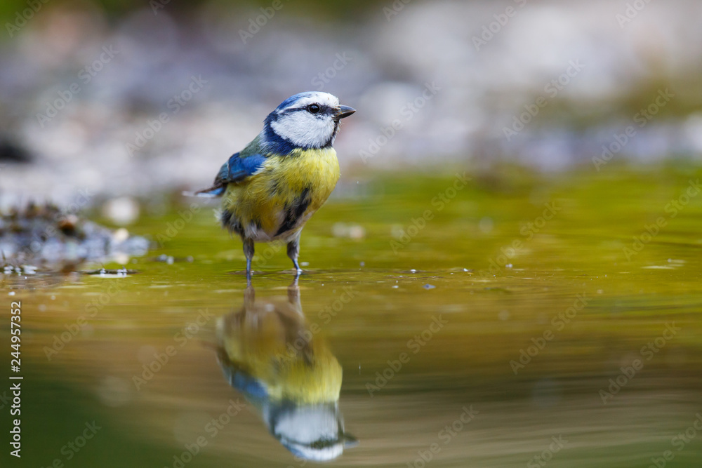 Obraz premium Eurasian Blue Tit going to drink in a pond with a nice reflection in the water- The Netherlands
